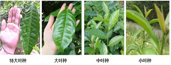 摘茶葉最快的方法，采摘茶葉怎么才能快？