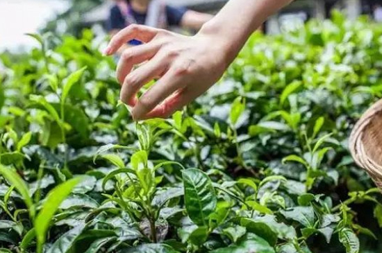 綠茶加工工藝流程圖，綠茶的加工制作包含哪幾個步驟？