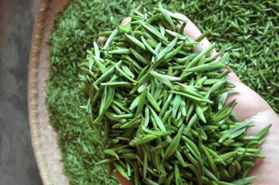 采茶的方法與步驟，如何正確采摘茶葉？