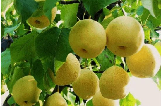 一把真正的本山綠泥壺最低多少錢(qián)，什么價(jià)格能買(mǎi)到本山綠泥紫砂壺？