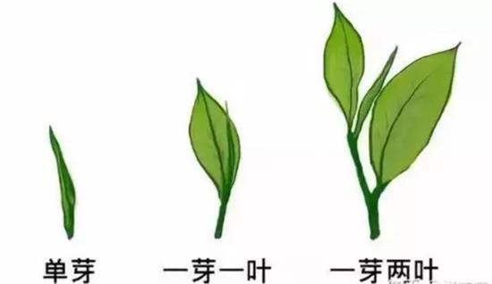 摘茶葉最快的方法，采摘茶葉怎么才能快？