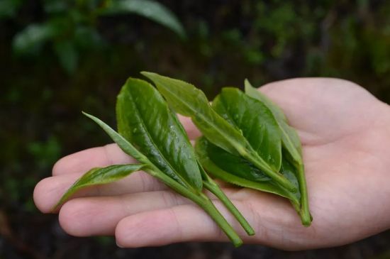單樅茶什么季節(jié)最好喝，鳳凰單叢茶春茶好還是秋茶好？