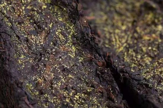 茯磚茶與普洱茶哪個(gè)好，茯茶和普洱茶口味區(qū)別