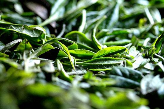 荒野銀針市場價多少，真正的荒野白毫銀針多少錢？