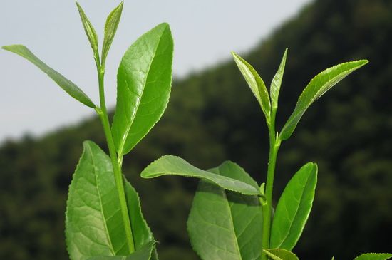 單樅茶什么季節(jié)最好喝，鳳凰單叢茶春茶好還是秋茶好？