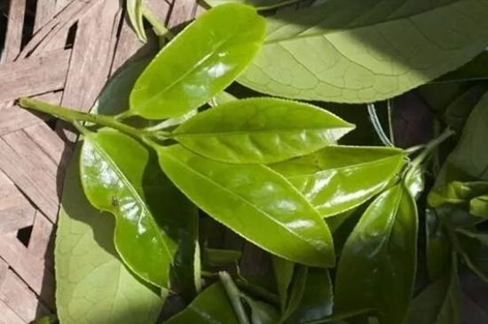 鴨屎香茶哪些人不能飲，什么人不能喝鴨屎香