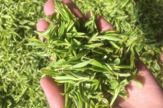 龍井好喝還是毛尖好喝，綠茶是龍井好還是毛尖好？