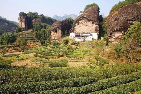 馬頭巖肉桂是大紅袍嗎，大紅袍肉桂屬于什么茶？