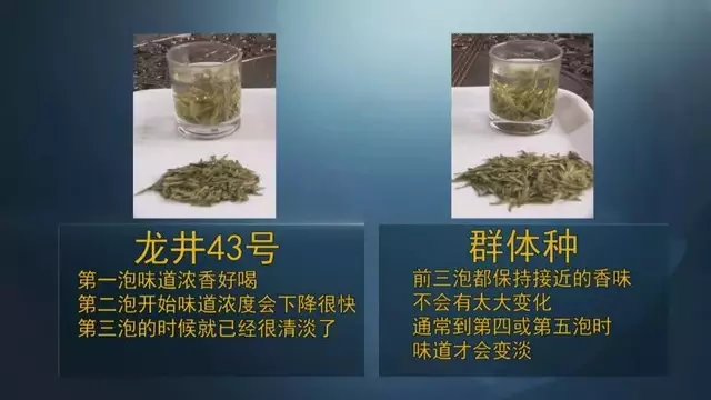 龍井群體種和43號(hào)的區(qū)別圖片，龍井43和群體種哪個(gè)好喝？