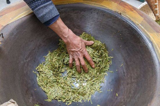 雀舌有一股青草味，雀舌為什么有青草味？