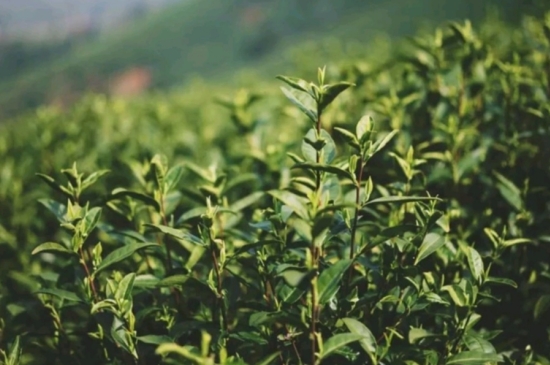 龍井是明前的好還是雨前的好，明前茶和雨前茶哪個(gè)好喝？