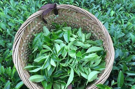 鴨屎香單叢雪片茶的特點(diǎn)，鳳凰雪片茶有什么特點(diǎn)？