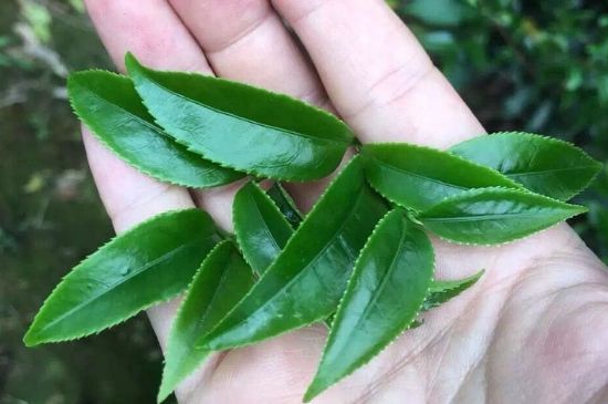 鋸朵仔跟鴨屎香哪個(gè)貴，鋸朵子和鴨屎香哪個(gè)好喝？