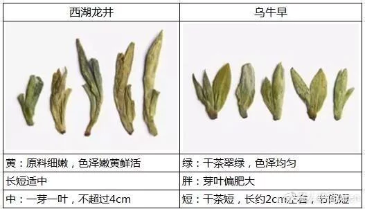 烏牛早和龍井的區(qū)別圖片，龍井43號和烏牛早茶的對比
