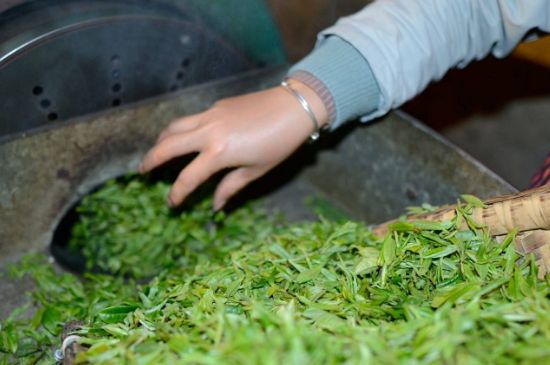 雀舌有一股青草味，雀舌為什么有青草味？