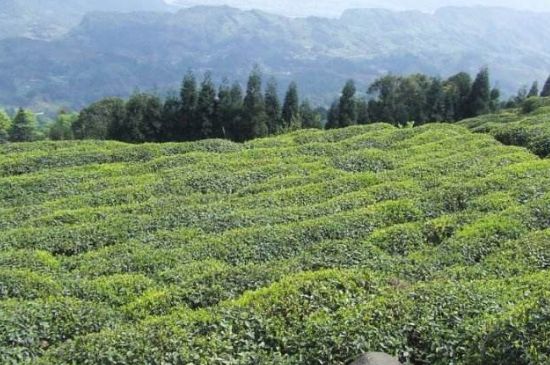 蒙頂山茶種類，蒙頂山哪種茶好？