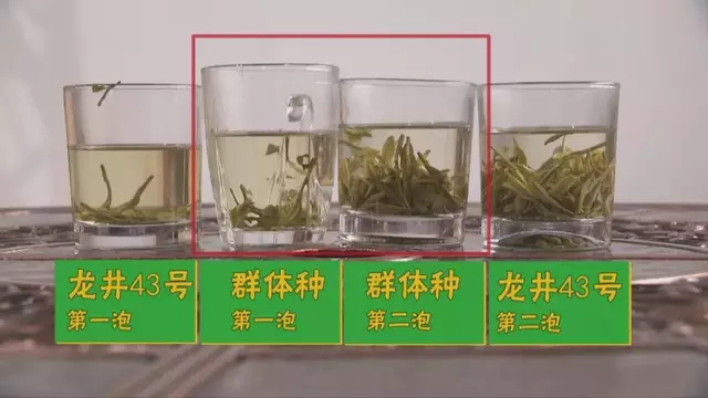 龍井群體種和43號(hào)的區(qū)別圖片，龍井43和群體種哪個(gè)好喝？