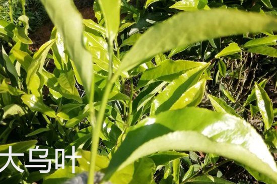 鴨屎香和大烏葉是同一種茶葉嗎，單叢大烏葉和鴨屎香有什么區(qū)別？