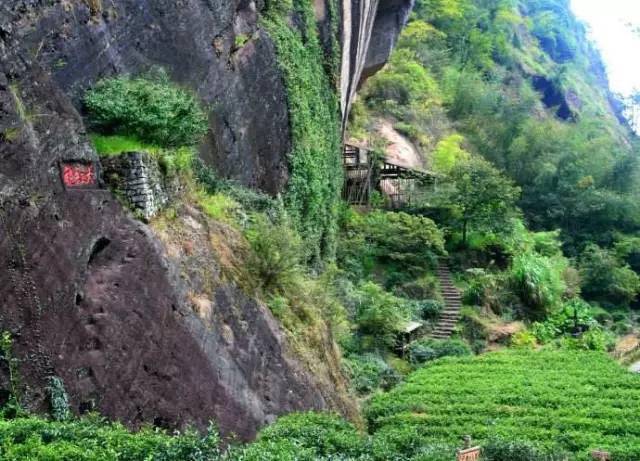 武夷山為什么盛產(chǎn)茶葉，武夷山茶為什么好喝？