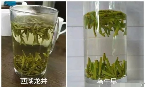 烏牛早和龍井的區(qū)別圖片，龍井43號和烏牛早茶的對比