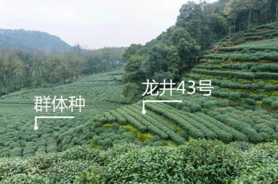 43號龍井屬于好茶嗎，龍井茶43號是什么意思？