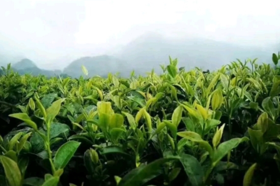 一天3杯紅茶抗癌，常飲紅茶對身體有好處！
