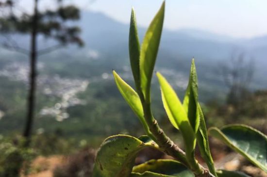 鳳凰單樅什么人不能喝，哪些人不能飲單叢茶