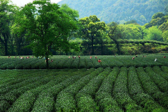 蘇州碧螺春東山好還是西山好，洞庭碧螺春西山和東山哪個(gè)好？