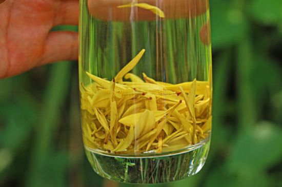 茶中奇葩黃金芽，安吉白茶中黃金芽的特點