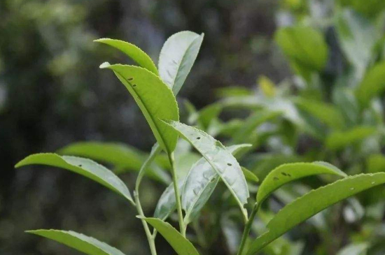 單叢茶十大香型以及常見品種大全，潮安鳳凰單樅十大名香歸類