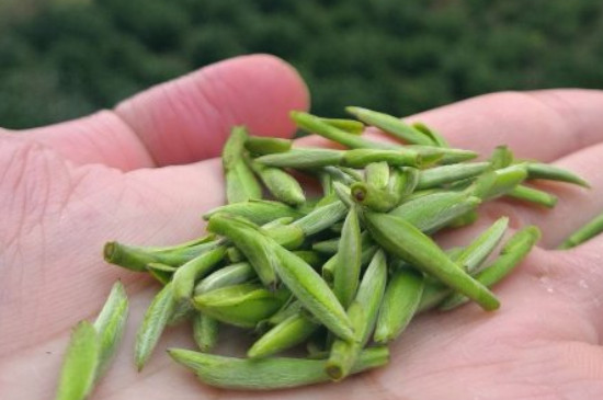 什么綠茶茶葉唇齒留香，哪個(gè)品種綠茶香氣好？