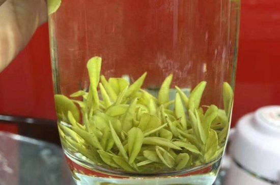 茶中奇葩黃金芽，安吉白茶中黃金芽的特點