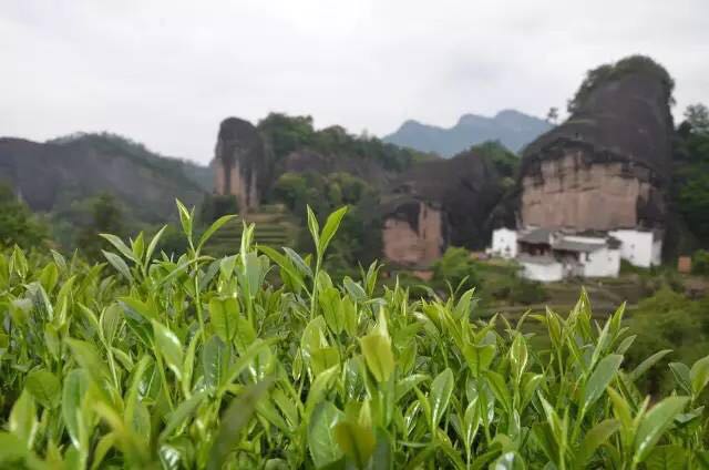 武夷山為什么盛產(chǎn)茶葉，武夷山茶為什么好喝？