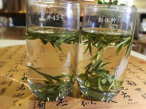烏牛早和龍井的區(qū)別圖片，龍井43號和烏牛早茶的對比