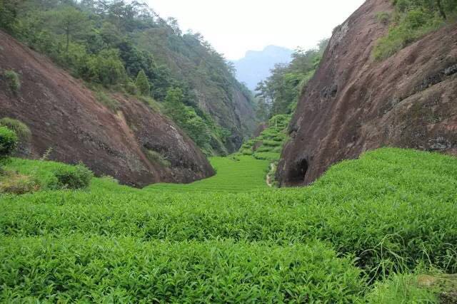 武夷山為什么盛產(chǎn)茶葉，武夷山茶為什么好喝？