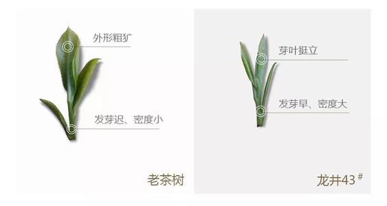 43號龍井屬于好茶嗎，龍井茶43號是什么意思？