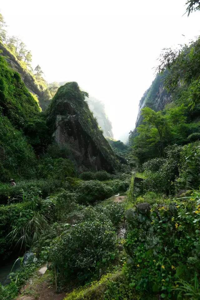 武夷山為什么盛產(chǎn)茶葉，武夷山茶為什么好喝？
