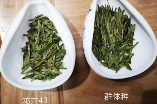 43號龍井屬于好茶嗎，龍井茶43號是什么意思？