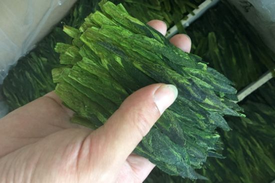 什么綠茶味道濃香，那個綠茶比較濃香？