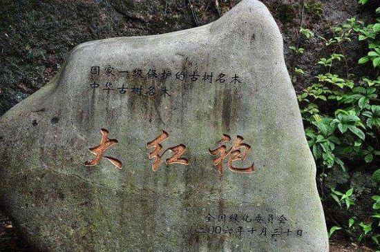 母樹大紅袍給誰喝了，為什么母樹大紅袍叫三棵六株？