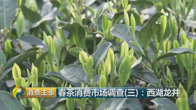 龍井群體種和43號(hào)的區(qū)別圖片，龍井43和群體種哪個(gè)好喝？