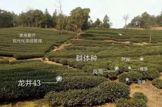 43號龍井屬于好茶嗎，龍井茶43號是什么意思？