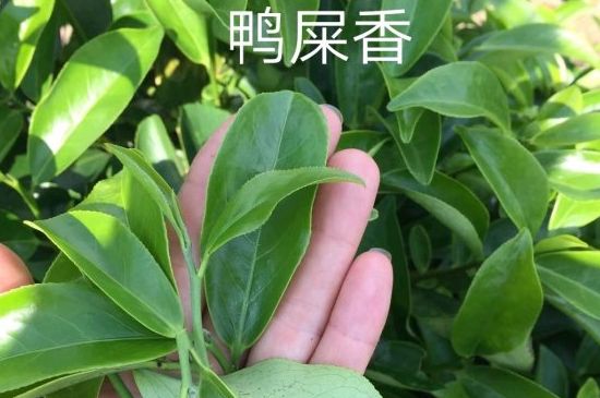 鴨屎香和大烏葉是同一種茶葉嗎，單叢大烏葉和鴨屎香有什么區(qū)別？