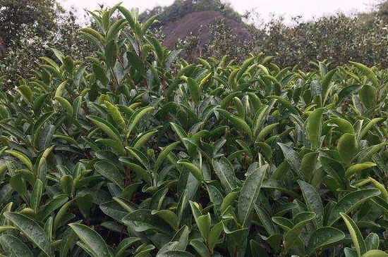馬頭巖肉桂是大紅袍嗎，大紅袍肉桂屬于什么茶？