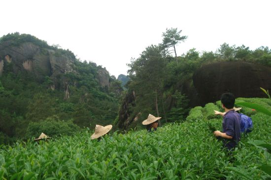 肉桂茶和大紅袍哪個(gè)貴，武夷山肉桂與大紅袍的價(jià)格比較