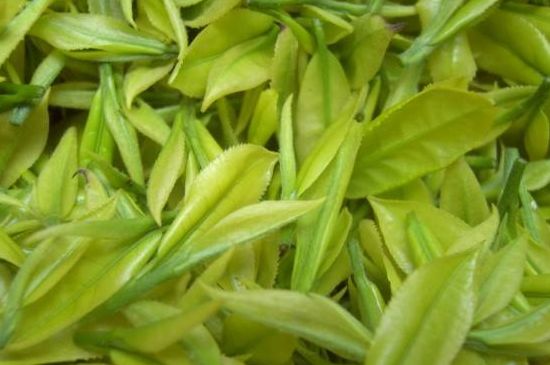 茶中奇葩黃金芽，安吉白茶中黃金芽的特點