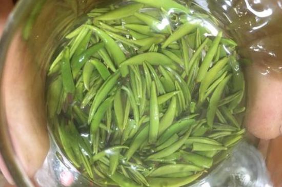 雀舌有一股青草味，雀舌為什么有青草味？