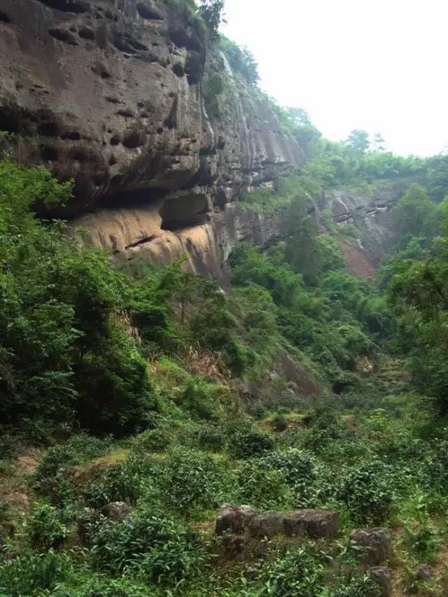 武夷山為什么盛產(chǎn)茶葉，武夷山茶為什么好喝？
