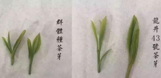 43號龍井屬于好茶嗎，龍井茶43號是什么意思？