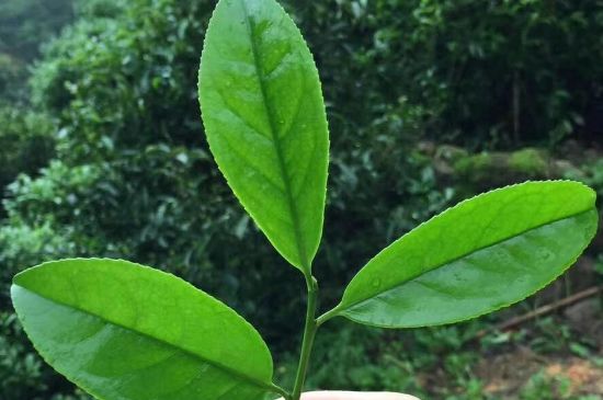 鋸朵仔跟鴨屎香哪個(gè)貴，鋸朵子和鴨屎香哪個(gè)好喝？
